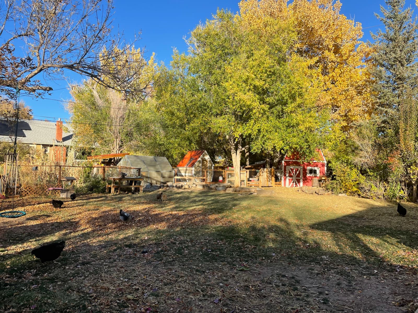 The play yard under the golden cottonwood, chickens wandering the leaf-strewn lawn