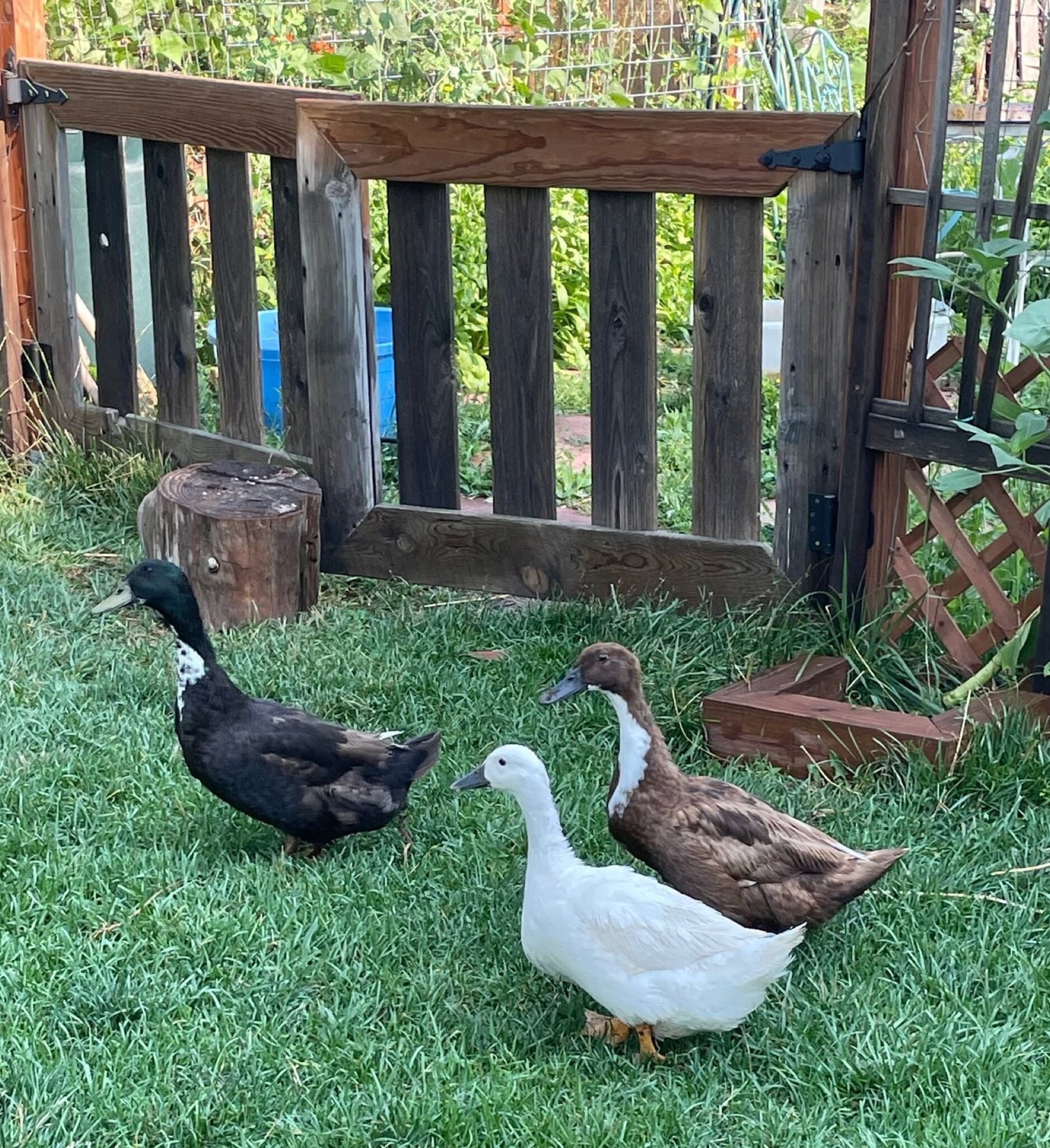 Three ducks waddling past the garden gate