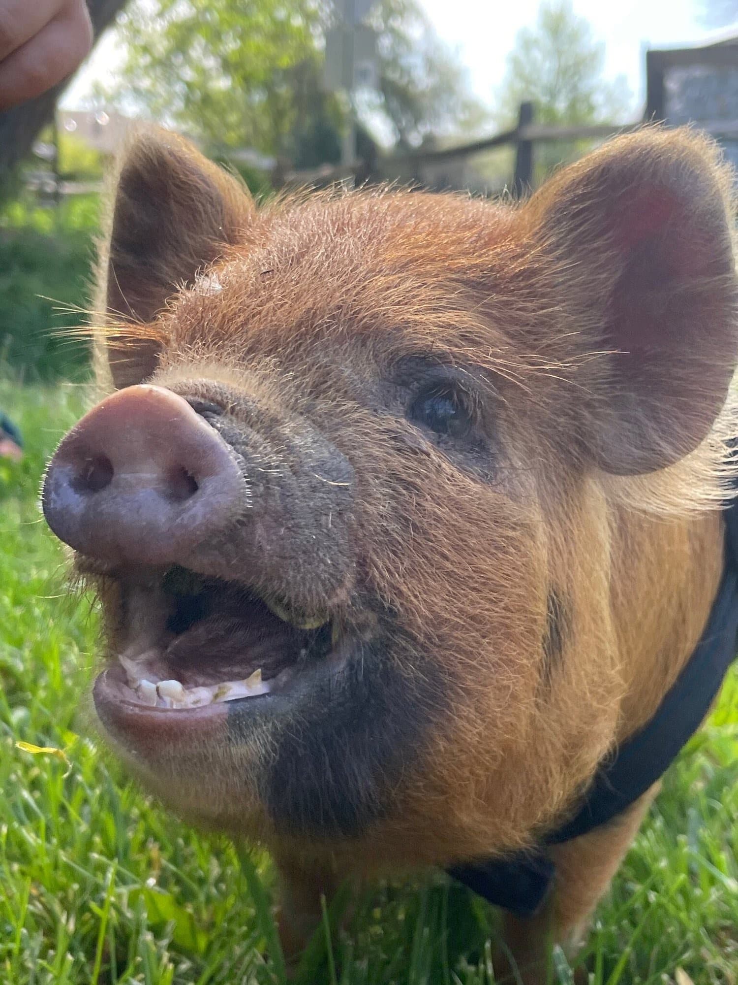 Huckleberry the piglet grinning up at the camera