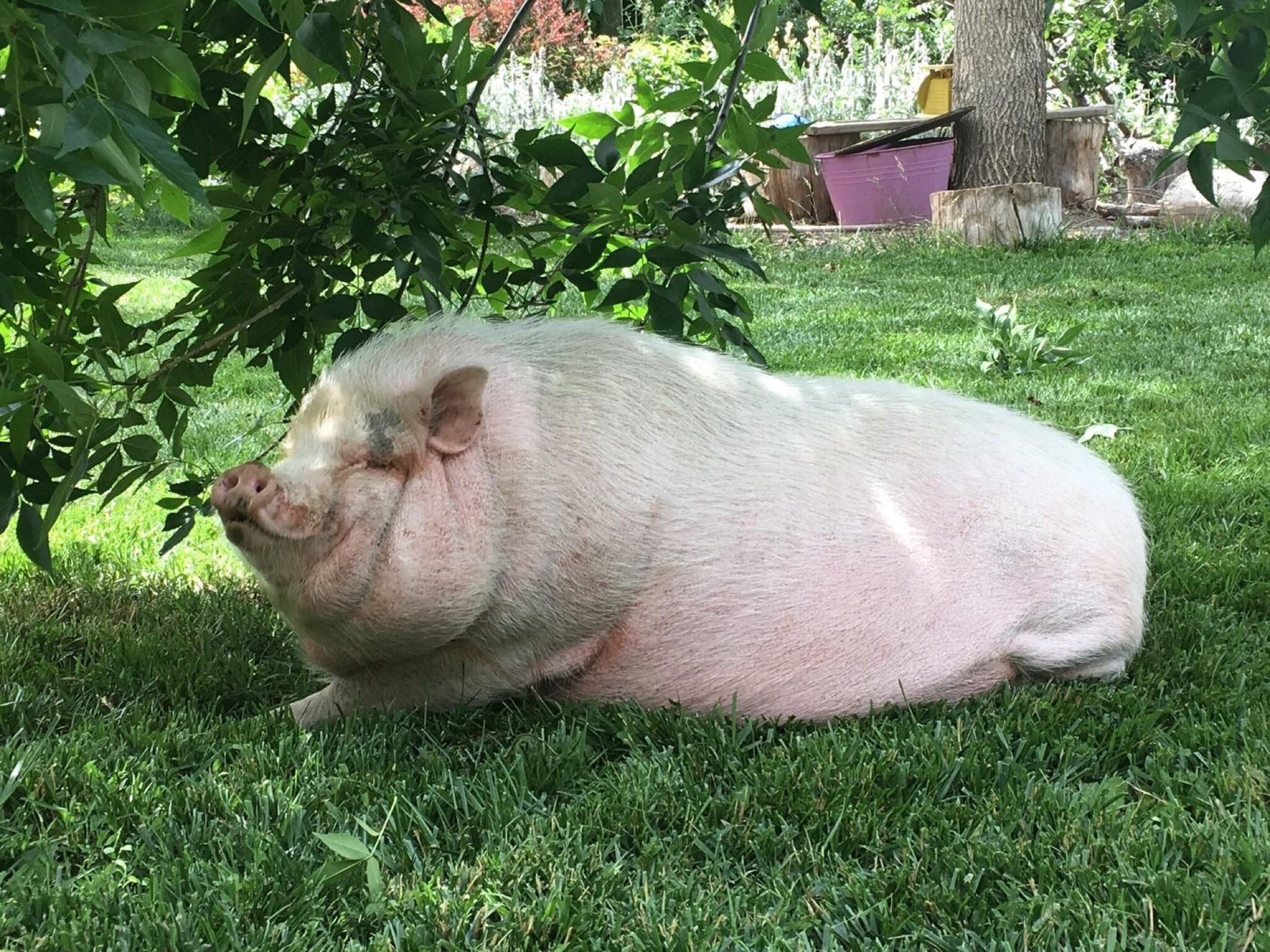 Uncle Nilsson the pig napping in the shade