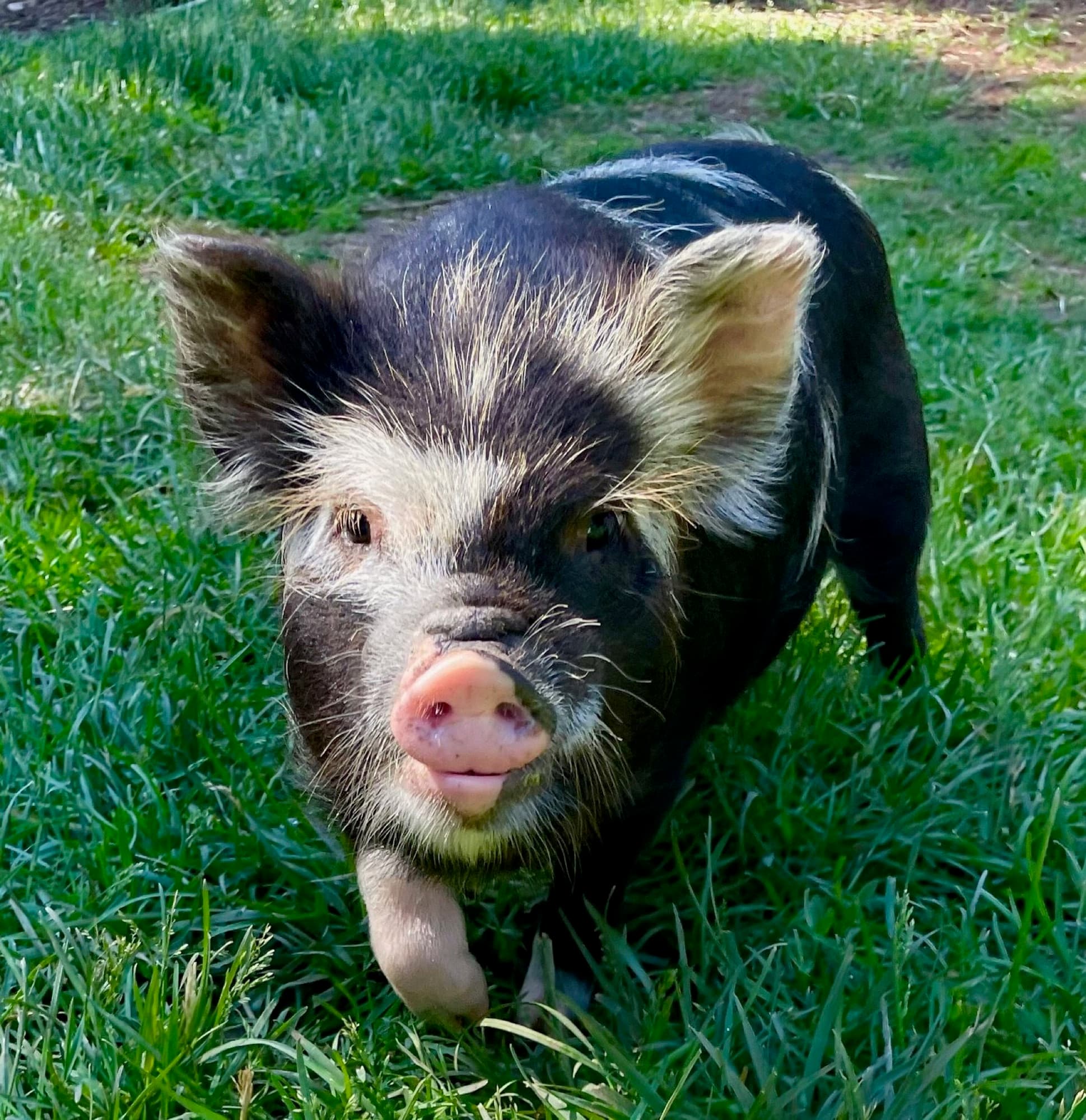 Petunia the piglet trotting through the grass