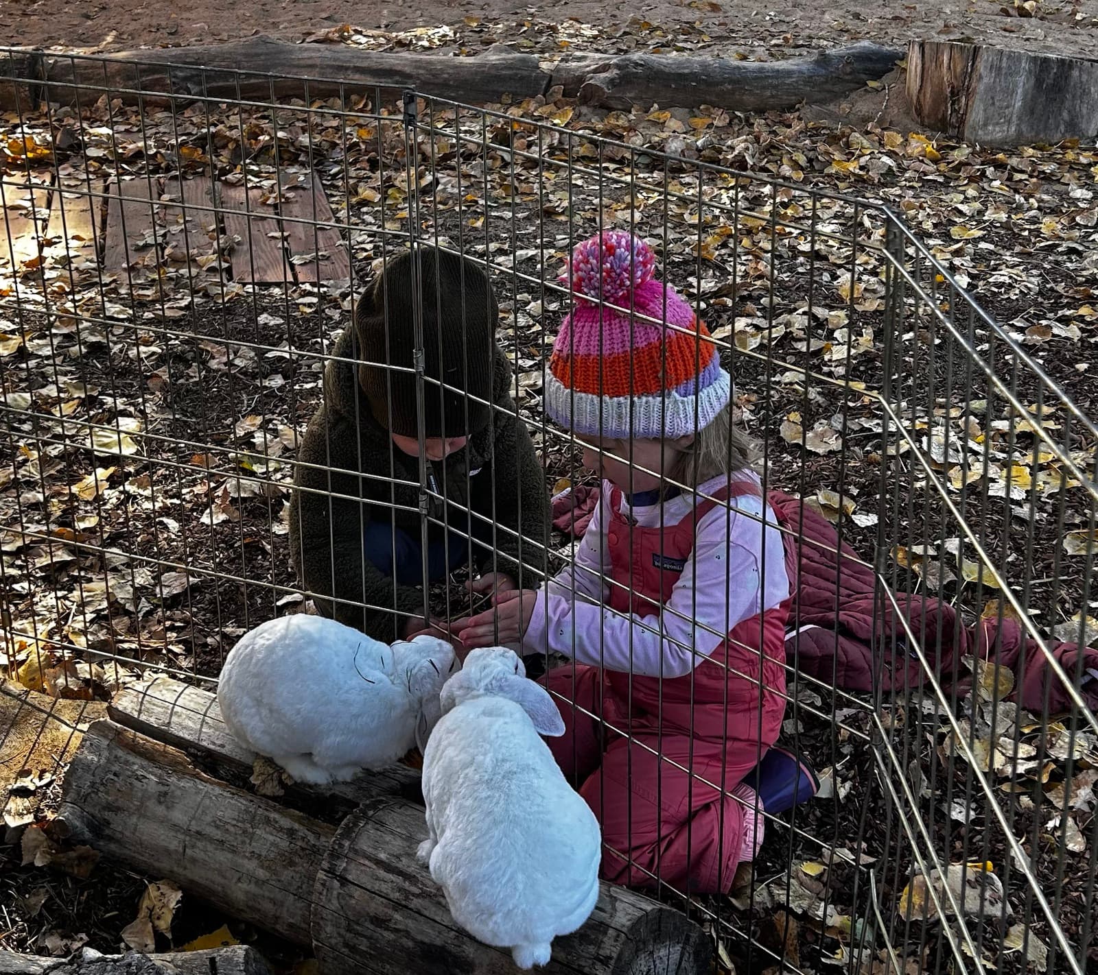 Two children sitting with the white rabbits in their pen