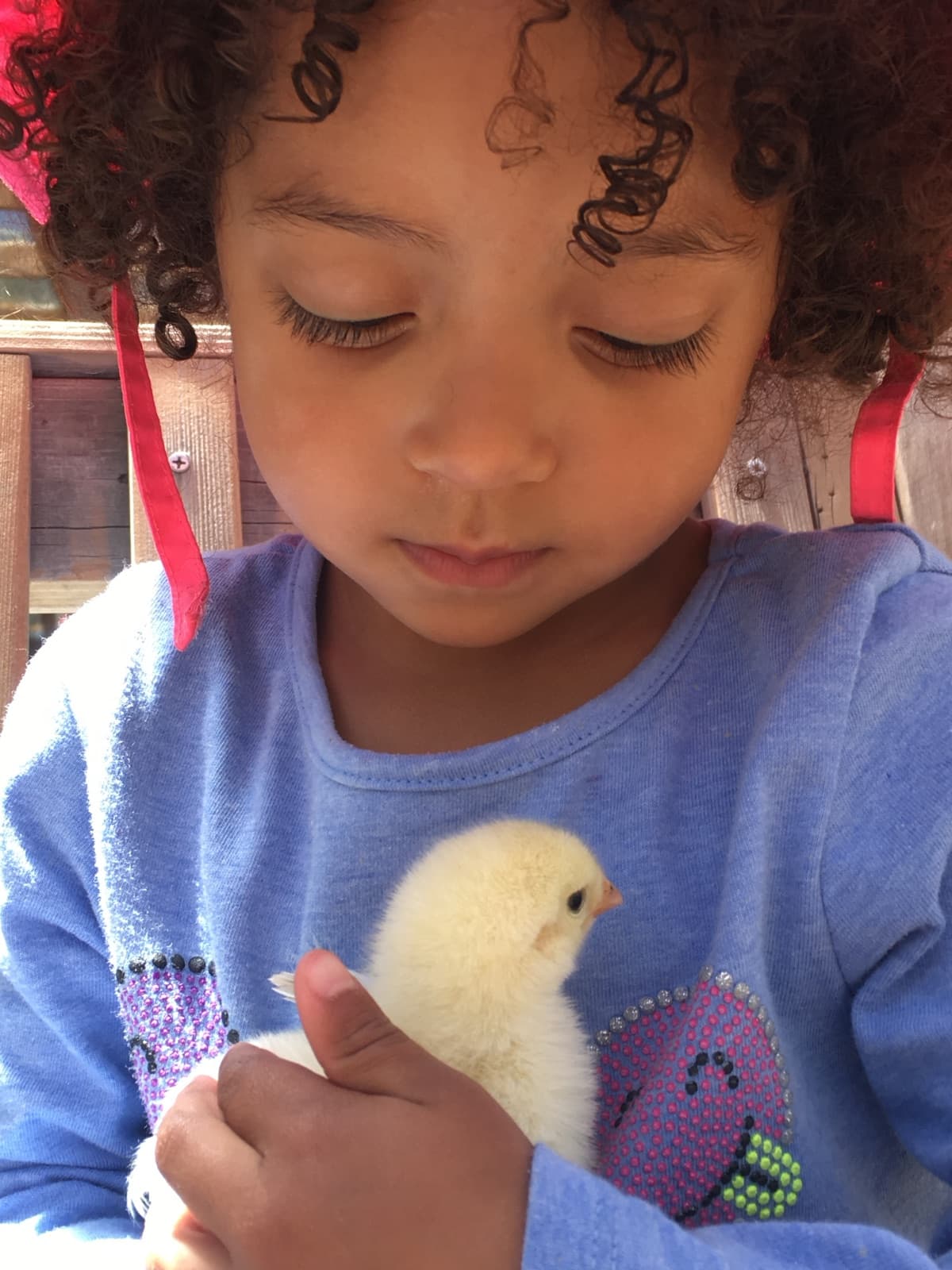 A days-old chick cradled in small hands